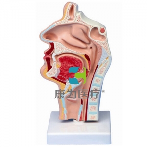 “康為醫(yī)療”鼻腔、口腔、喉、咽正中矢狀切面模型