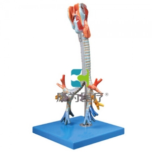 “康為醫(yī)療”喉與氣管、支氣管樹模型