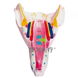 “康為醫(yī)療”咽喉壁肌模型