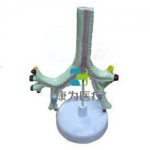 “康為醫(yī)療”氣管、支氣管及肺段支氣管模型