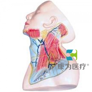 “康為醫(yī)療”頸部淺層解剖模型