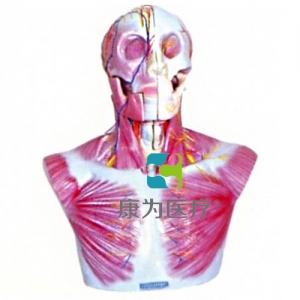 “康為醫(yī)療”頭部、頸部層次解剖模型