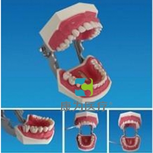 “康為醫(yī)療”牙周探查實(shí)習(xí)模型