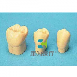 “康為醫(yī)療”4倍大單色恒牙模型