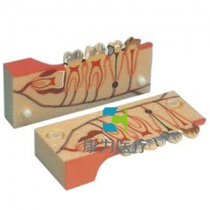 “康為醫(yī)療”牙分解組織模型
