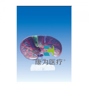 “康為醫(yī)療”肝膽解剖、甘血管、膽管的肝分布