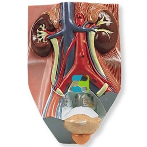 男性泌尿系統(tǒng)模型，實(shí)物的0.75倍