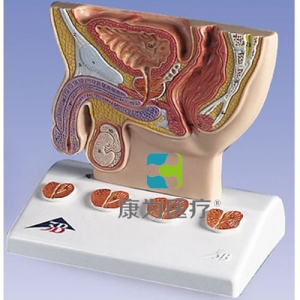 前列腺模型，實物1/2