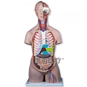 經(jīng)典無(wú)性軀干模型，后背開(kāi)放，21部分