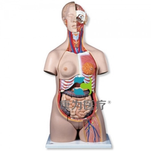 豪華型兩性軀干模型，24部分