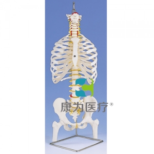 帶肋骨和股骨頭的經典靈活脊柱模型