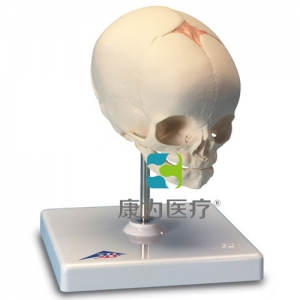 胎兒顱模型，置于基架