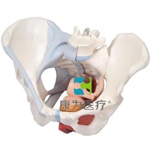 女性骨盆模型（配置韌帶組件，穿通盆底肌群及器官的正中矢狀切面），4分體
