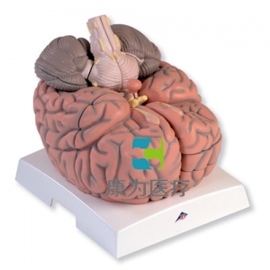 巨型腦模型，實(shí)物的2.5倍，14部分