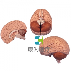 介紹性腦模型，2部分