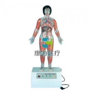 “康為醫(yī)療”微電腦人體心動周期與大、小循環(huán)演示模型