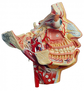 面部的神經(jīng)和血管模型
