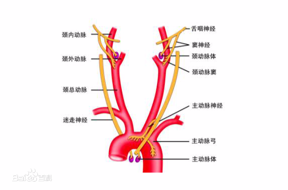 “康為醫(yī)療”主動(dòng)脈弓血管介入手術(shù)訓(xùn)練模擬器